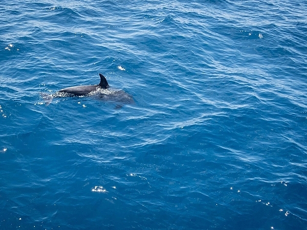 Will You See Dolphins on a St. Pete Cruise?