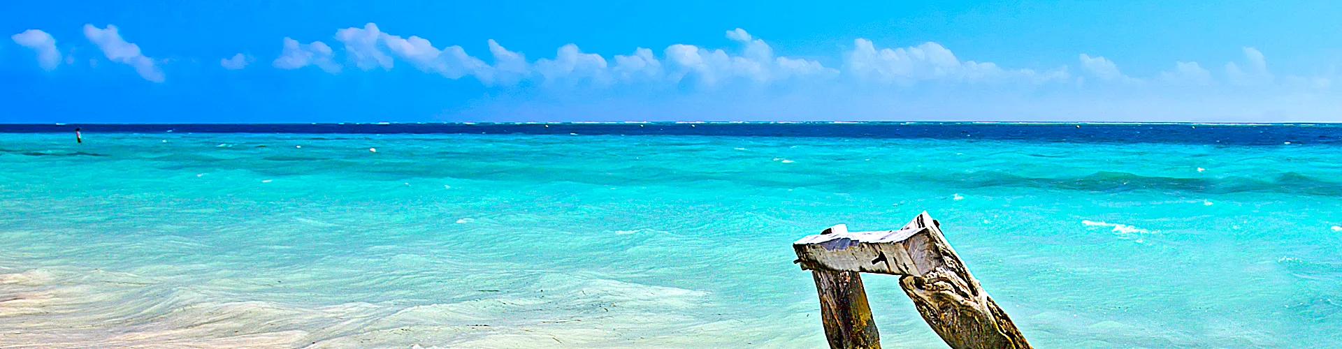 A wooden piling in Tampa Bay near St. Pete Sun Cruise’s departure point.